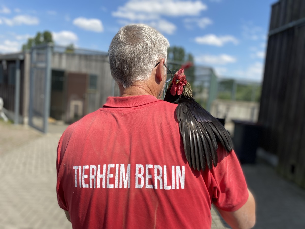 Zur Produktion Hallo Nachbarn! gehen.